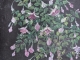 Schilderij 'fuchsia'